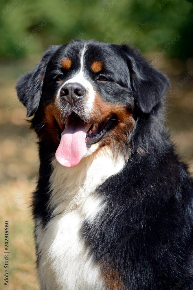 very nice Bernese Mountain Dog portrait in nature