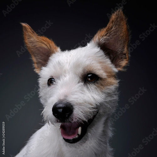 Jack Russell Terrier portrait in studio © kisscsanad