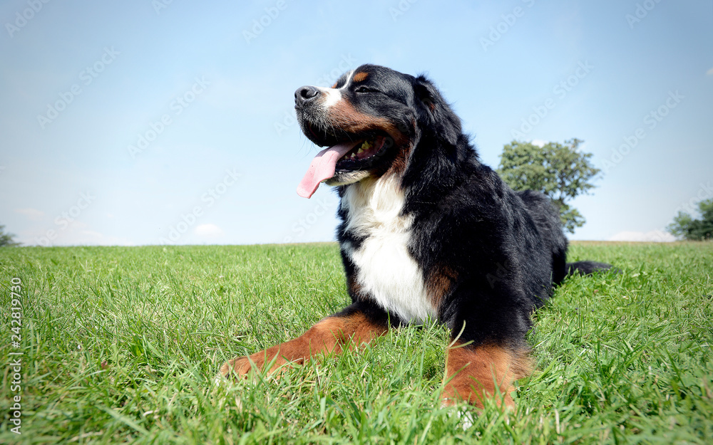 very nice Bernese Mountain Dog in the park
