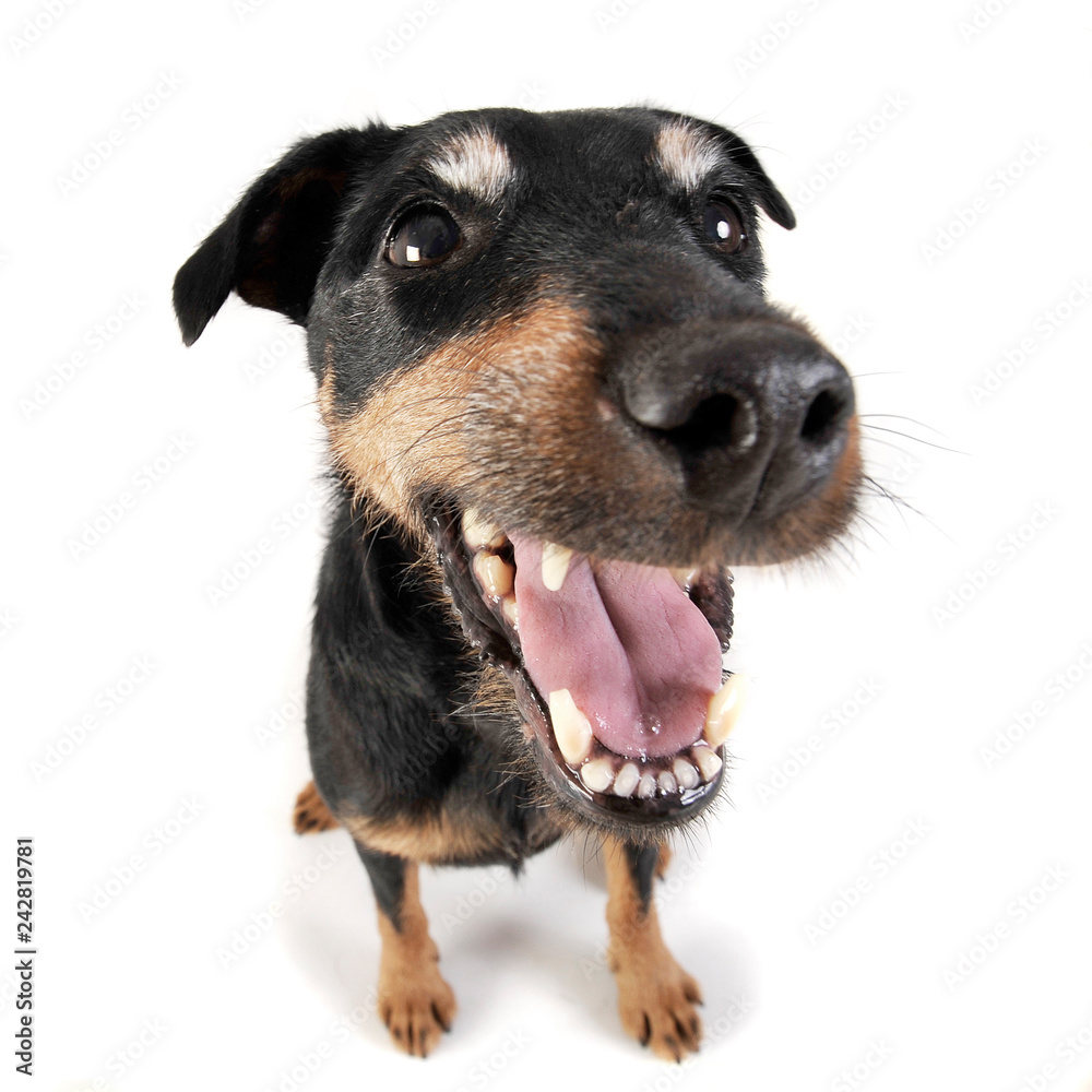 Jack Russell Terrier portrait inwhite background Jack Russell Terrier portrait inwhite background
