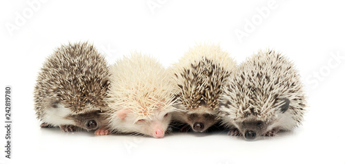 Four Hedgehoge are in the white studio
