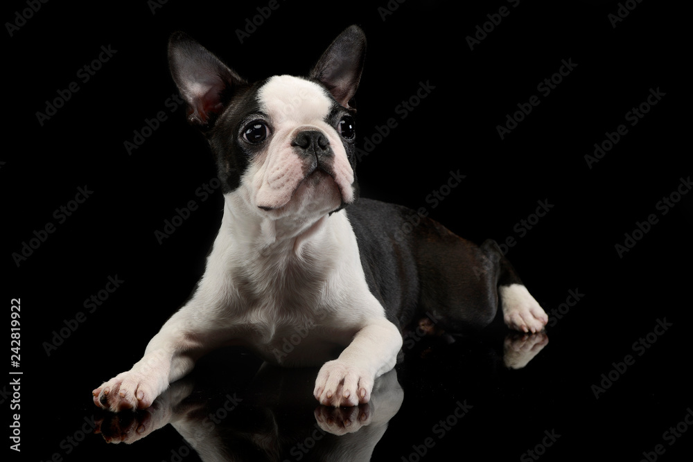 Puppy Boston Terrier relaxing in the darkness