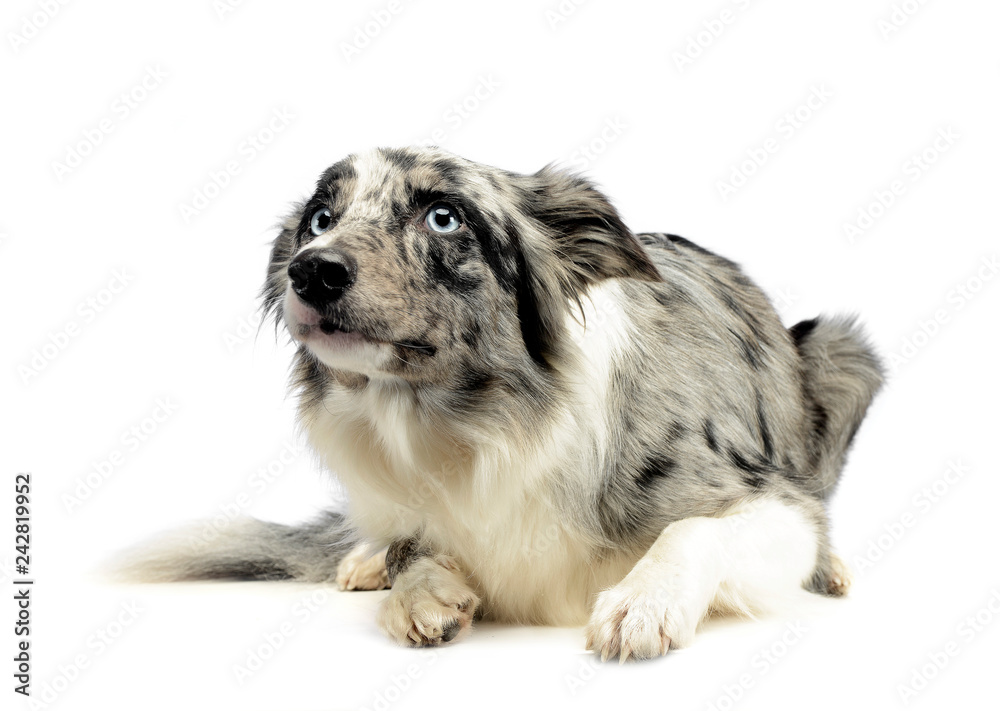 Border Collie is in the white background Border Collie is in the white background