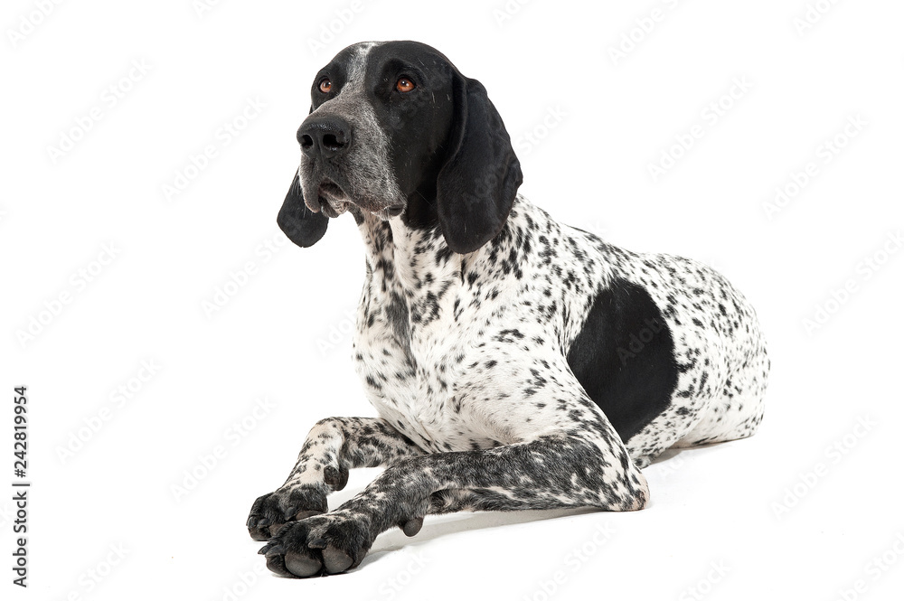 German Pointer lying in the studio floor German Pointer lying in the studio floor