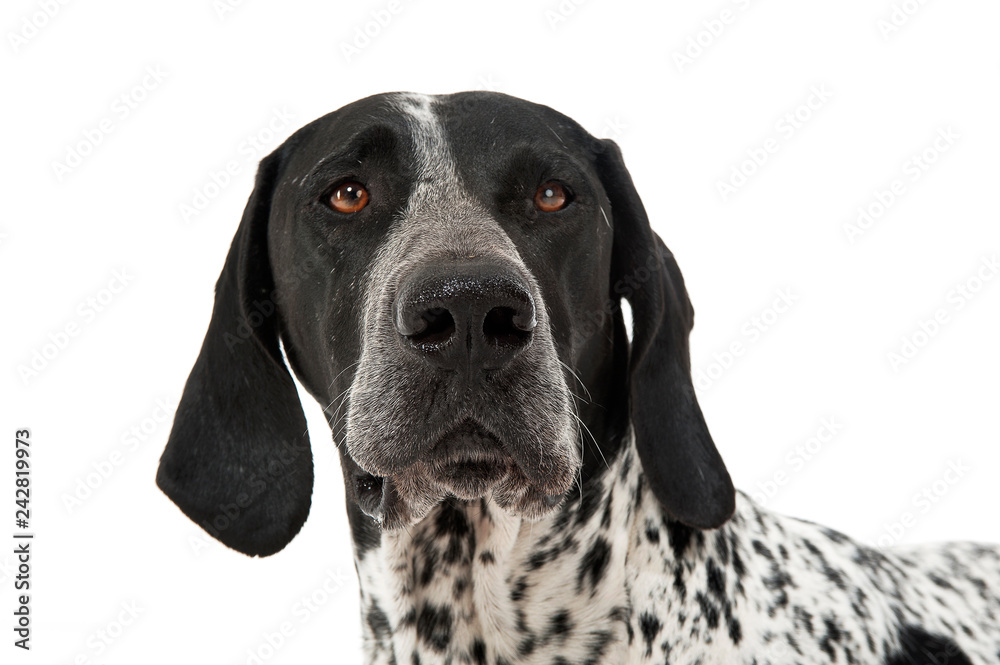 German Pointer portrait in a white studio German Pointer portrait in a white studio
