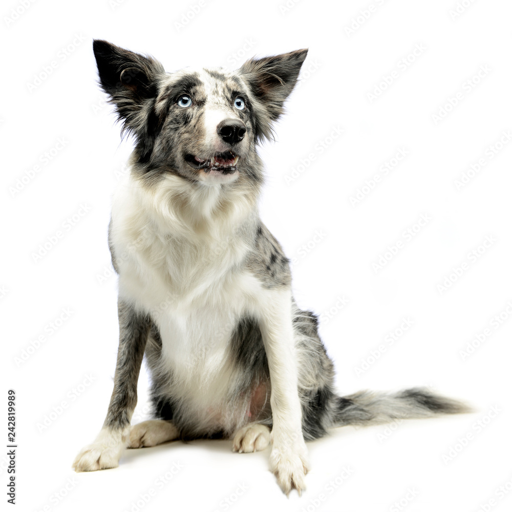 Border Collie sitting in the white background