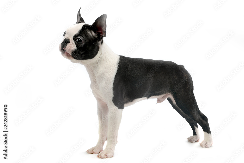 Boston Terrier standard in white photo studio