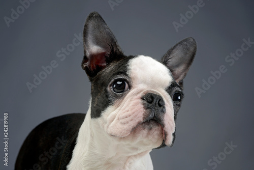 Puppy Boston Terrier portrait in a grey photo studio