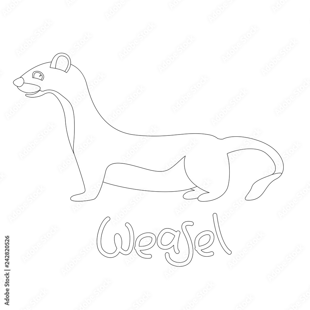 weasel vector illustration,  linig draw  ,profile view