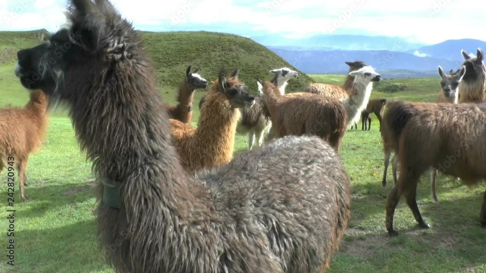 An alpaca (Vicugna pacos) is a domesticated species of South American camelid. It resembles a small llama in appearance. There are two breeds of alpaca; the Suri alpaca and the Huacaya alpaca. The lla