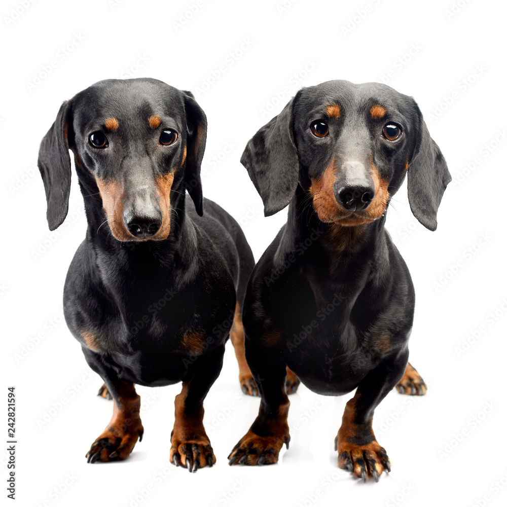 two Dachshunds loking into the camera in the white studio
