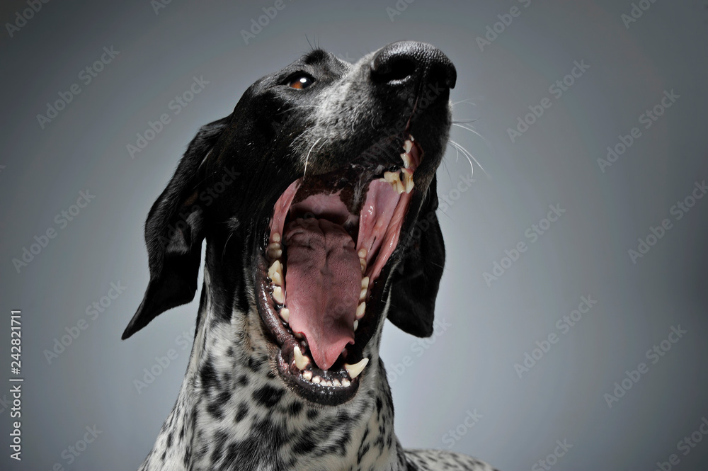 German Pointer shouting in a graduated gray background - obrazy, fototapety, plakaty 