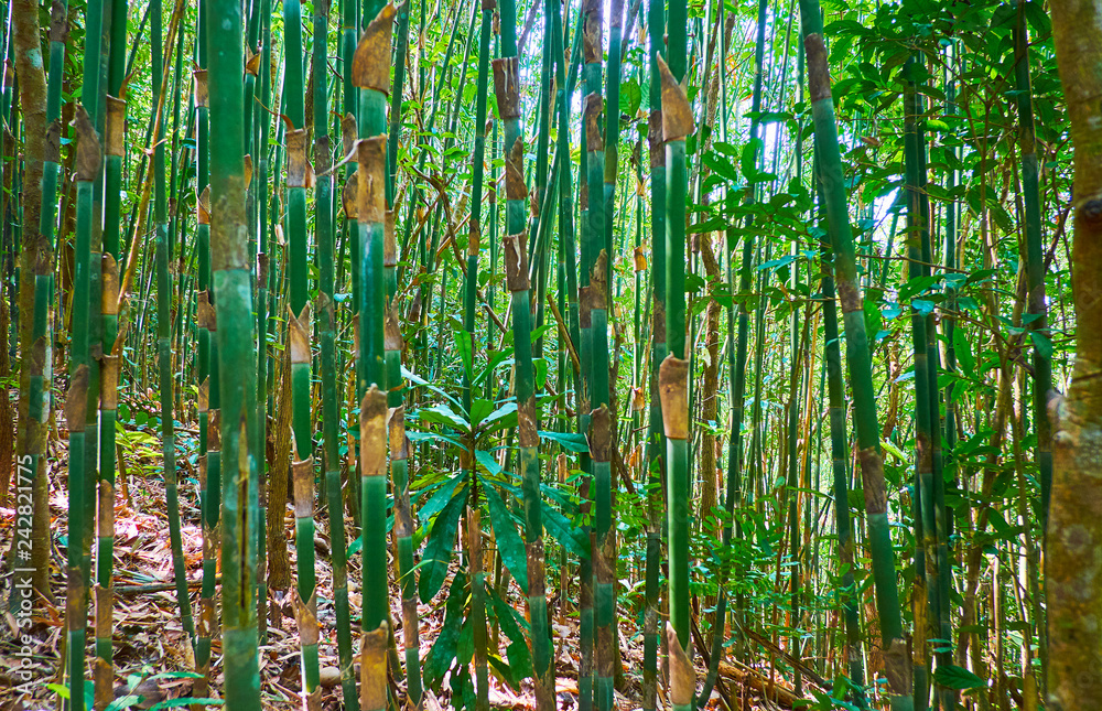 Fototapeta W zaroślach bambusowych, Myanmar