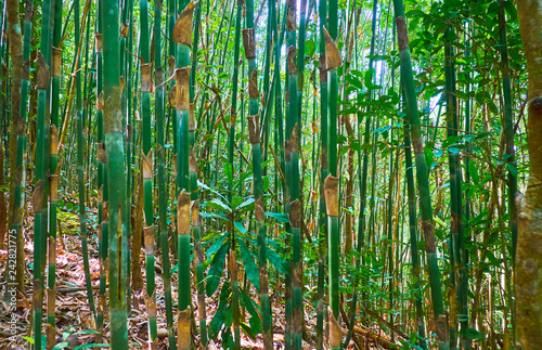 In bamboo thicket, Myanmar photo