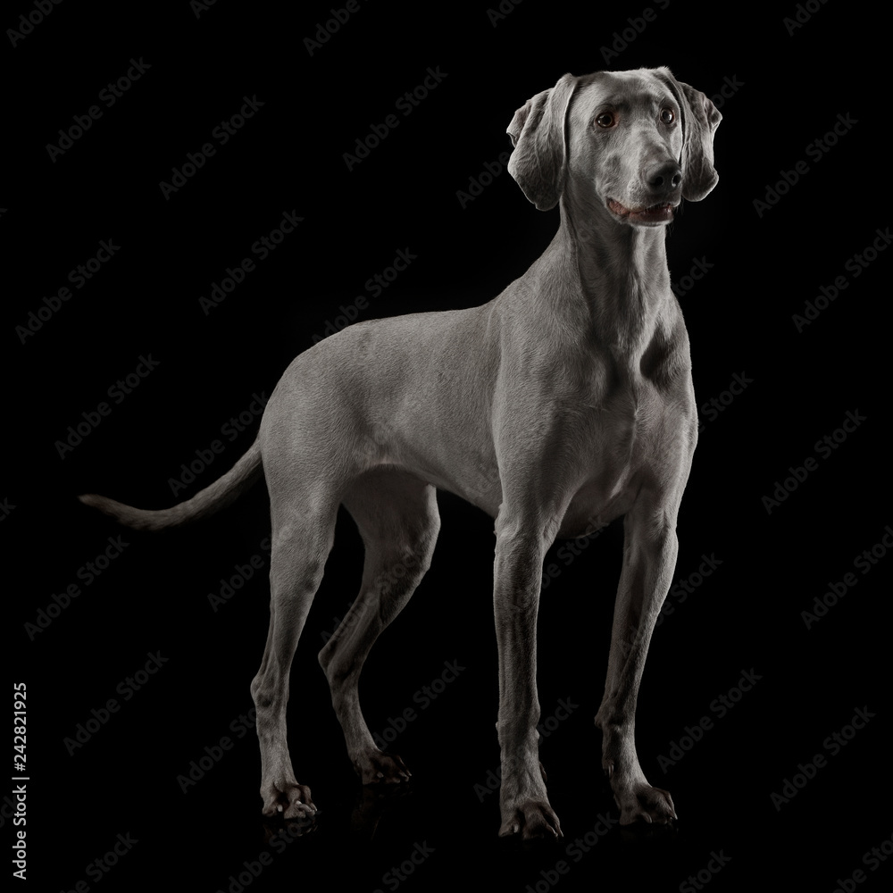 Beautiful Weimarener in the dark photo studio