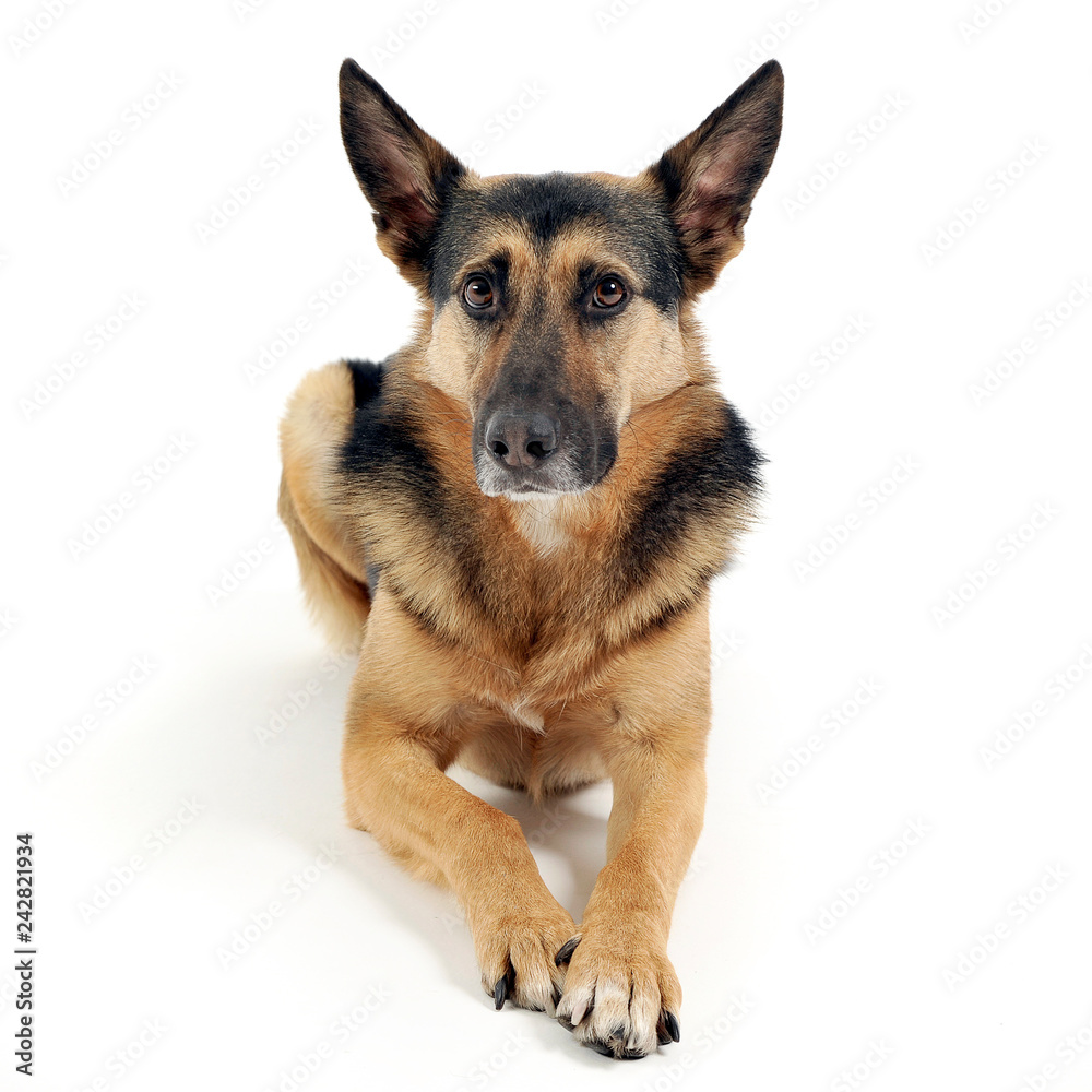 German shepherd lying in white studio floor