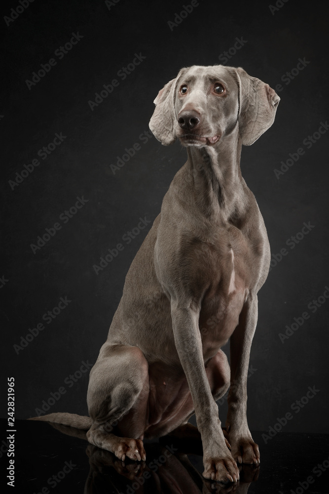 Beautiful Weimarener in the dark photo studio Beautiful Weimarener in the dark photo studio