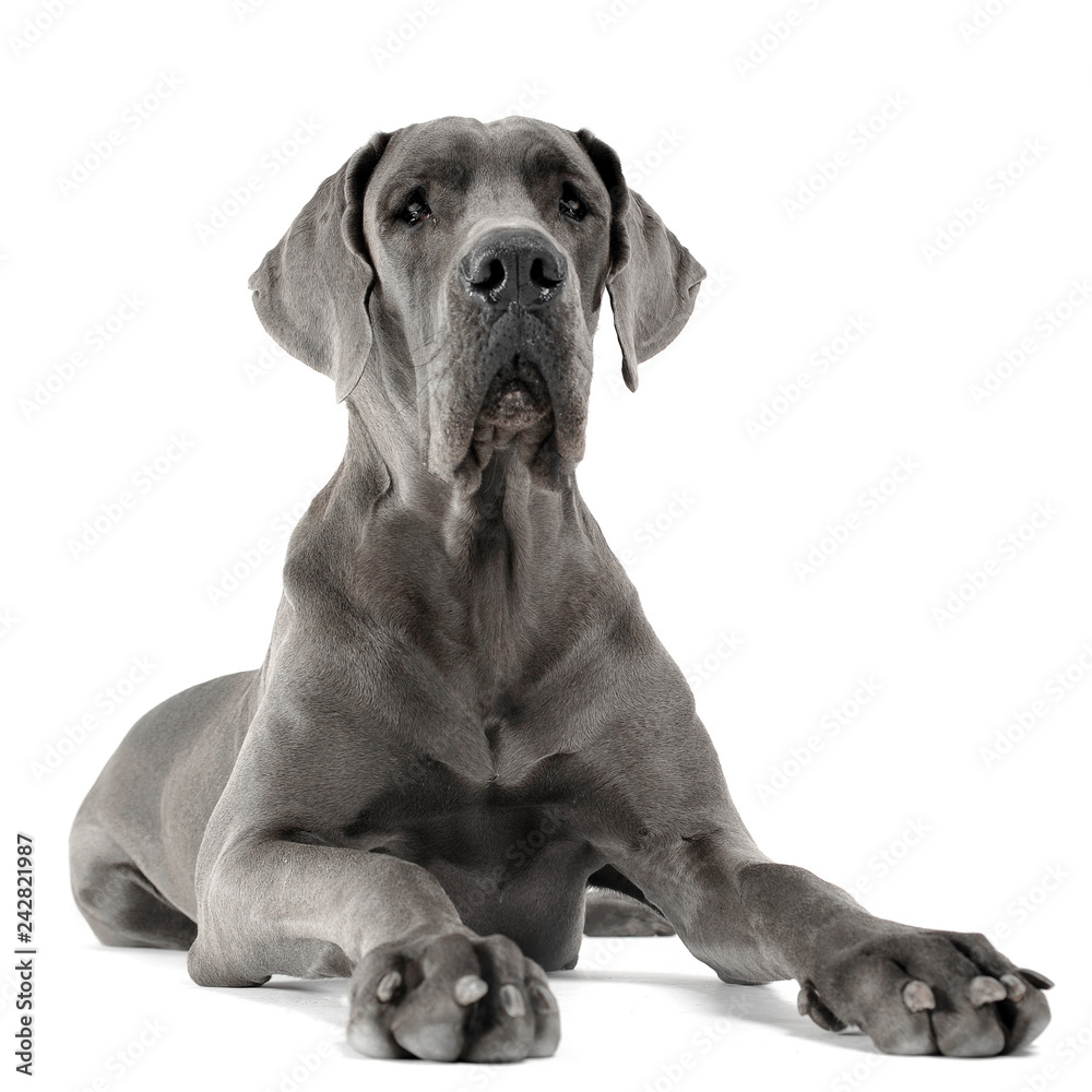 Great Dane lying in the white studio floor Great Dane lying in the white studio floor