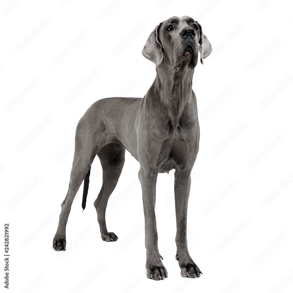 Great Dane staying in a white studio floor