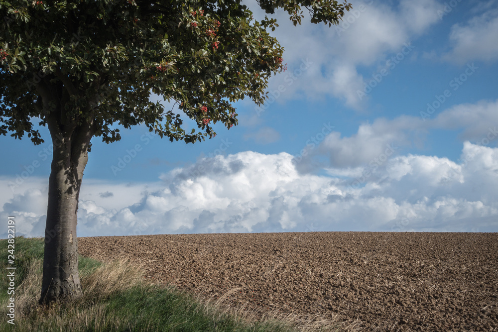 Obraz premium Hügellandschaft Baum vor Himmel