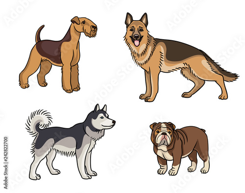 Dogs of different breeds in color (set1) - vector illustration