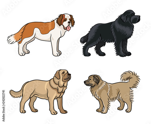 Dogs of different breeds in color (set2) - vector illustration