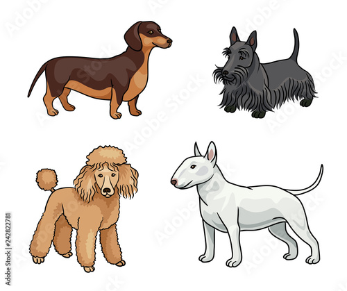 Dogs of different breeds in color (set5) - vector illustration