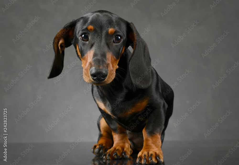 short hair puppy dachshund portrait in gray background