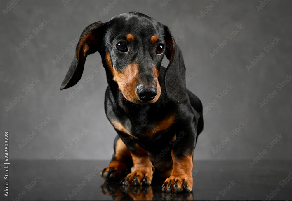 short hair puppy dachshund portrait in gray background short hair puppy dachshund portrait in gray background