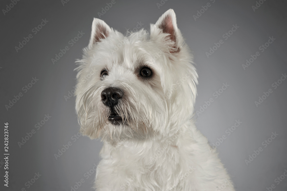 West Highland White Terrier portrait in a gray background West Highland White Terrier portrait in a gray background