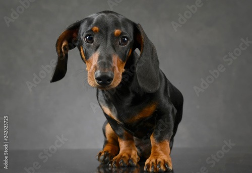 short hair puppy dachshund portrait in gray background © kisscsanad