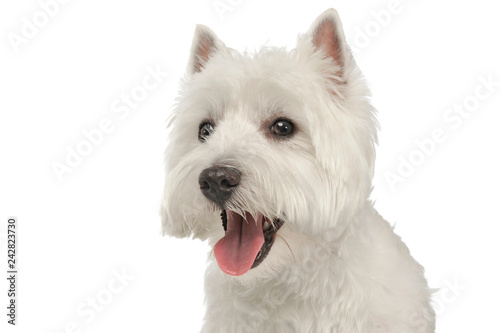 West Highland White Terrier portrait in a white studio