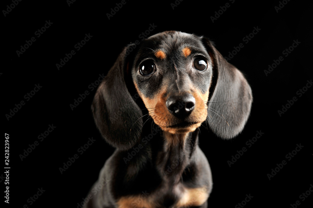 Puppy dachshund portrait in a dark studio