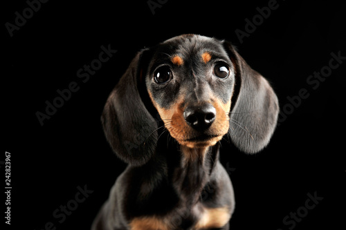 Puppy dachshund portrait in a dark studio © kisscsanad