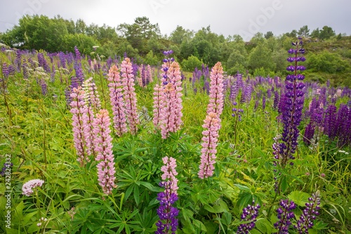 Wilde Lupinen in Blüte - Norwegen photo