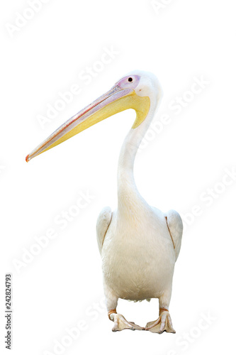 Pelican standing isolated on white background