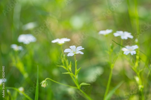 Beautiful white chickweed flower blooming