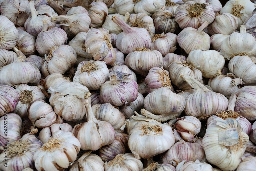 Organic garlics (Allium sativum) at the Farmers Market in Riga, Latvia Organic garlics (Allium sativum) at the Farmers Market in Riga, Latvia