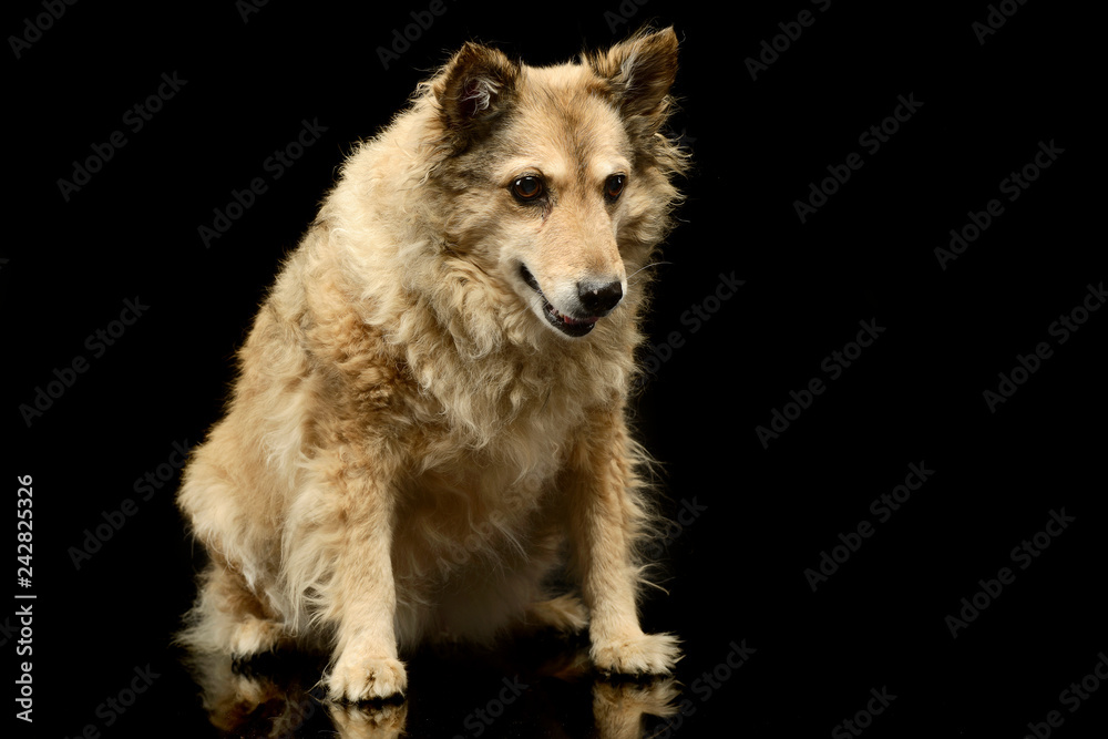 Mixed breed funny dog is relaxing in a dark photo studio