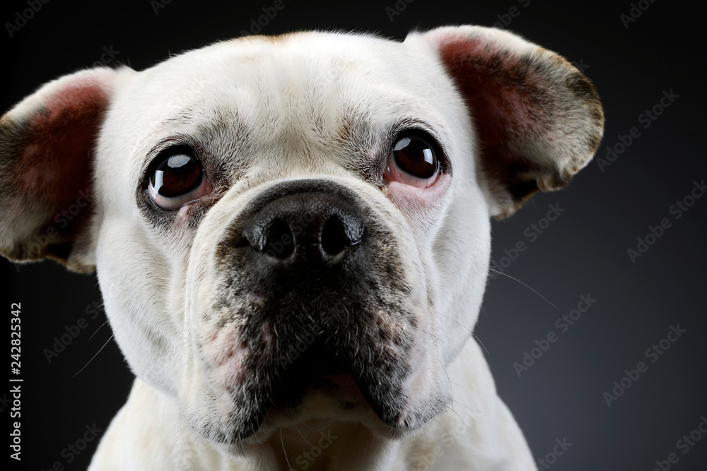white french bulldog with funny ears posing in a dark photo studio