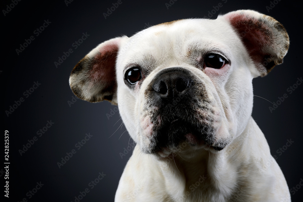 white french bulldog with funny ears posing in a dark photo studio white french bulldog with funny ears posing in a dark photo studio