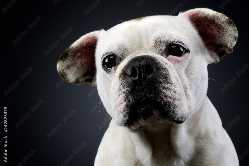 white french bulldog with funny ears posing in a dark photo studio