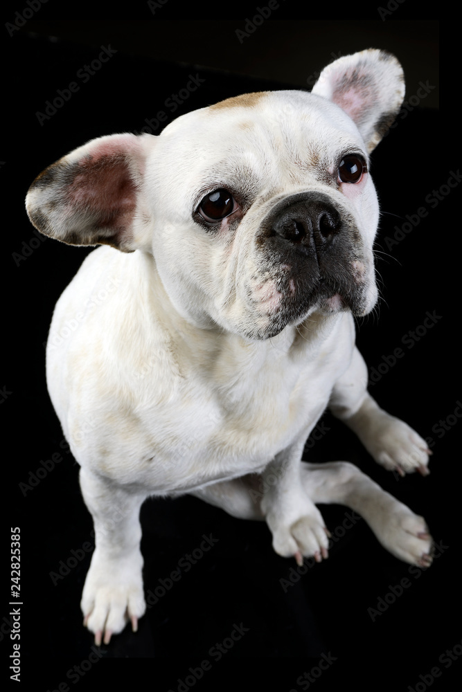 white french bulldog with funny ears posing in a dark photo studio