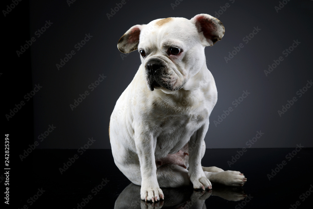 white french bulldog with funny ears posing in a dark photo studio white french bulldog with funny ears posing in a dark photo studio