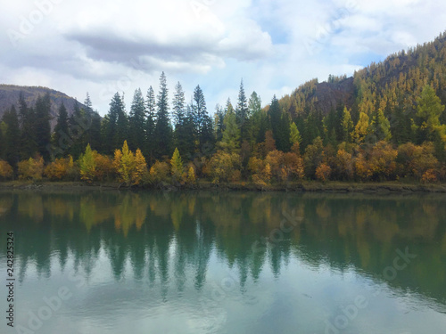 Reflection of autumn forest in the emerald water. Autumn landscape. Chuya river. Altai Mountains