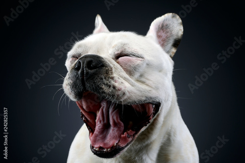 white french bulldog with funny ears posing in a dark photo studio