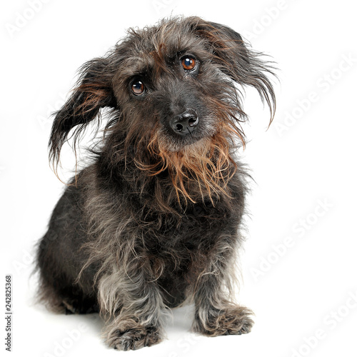 wired hair mixed breed dog in a white studio