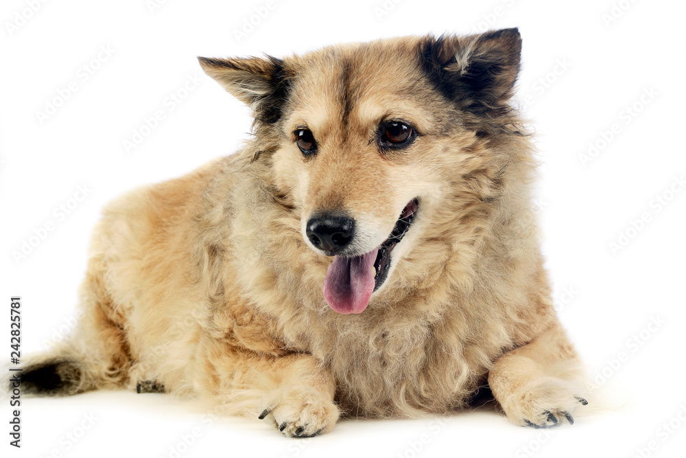 old mixed breed dog in  white studio