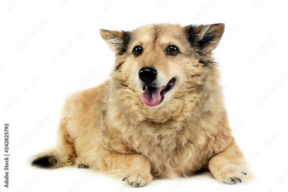 old mixed breed dog in  white studio