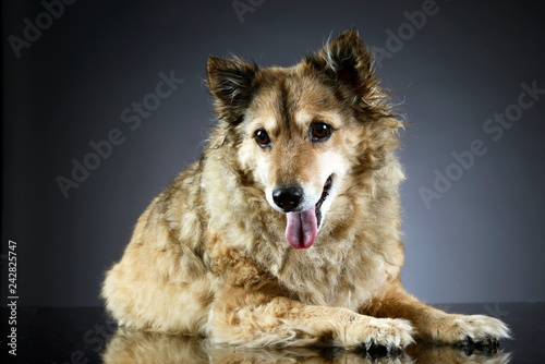 old mixed breed dog in a dark studio